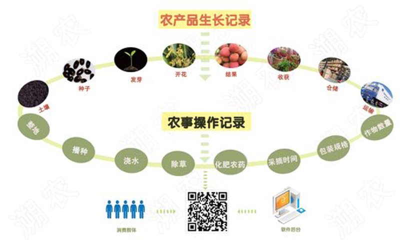 农业数字化转型：推动传统农业向现代化跨越